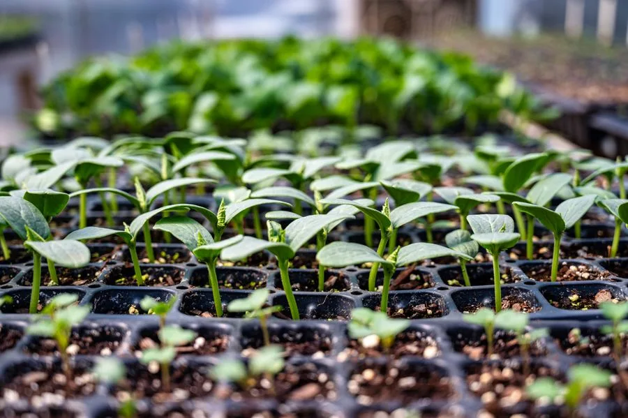 Acclimatized seedlings hardening off in trays