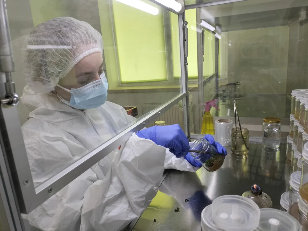 Technician handling a culture jar inside a laminar flow hood