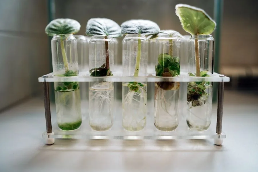 Rooted plantlets in a test tube rack
